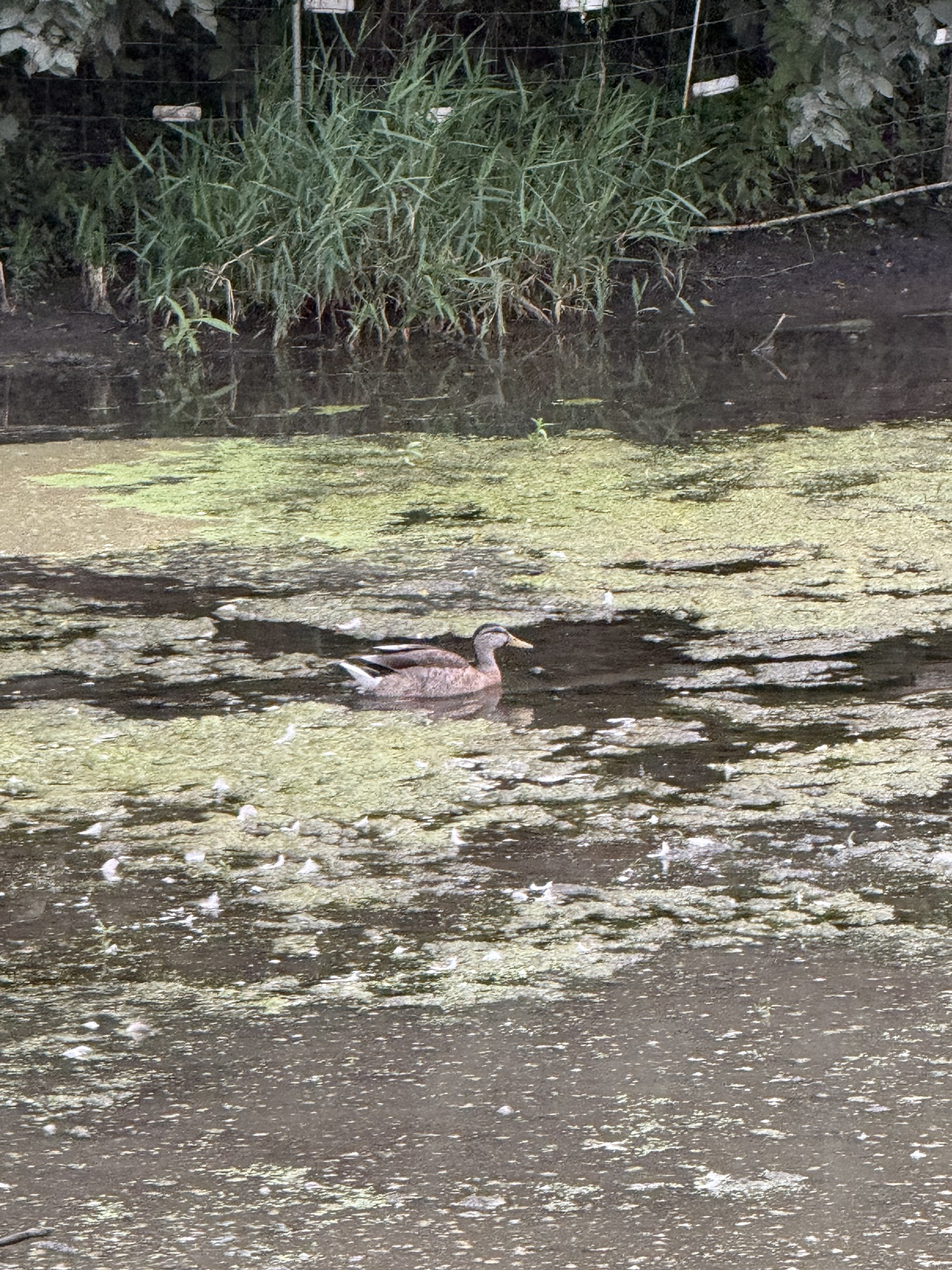 The Mallard Who Wasn’t Stuck