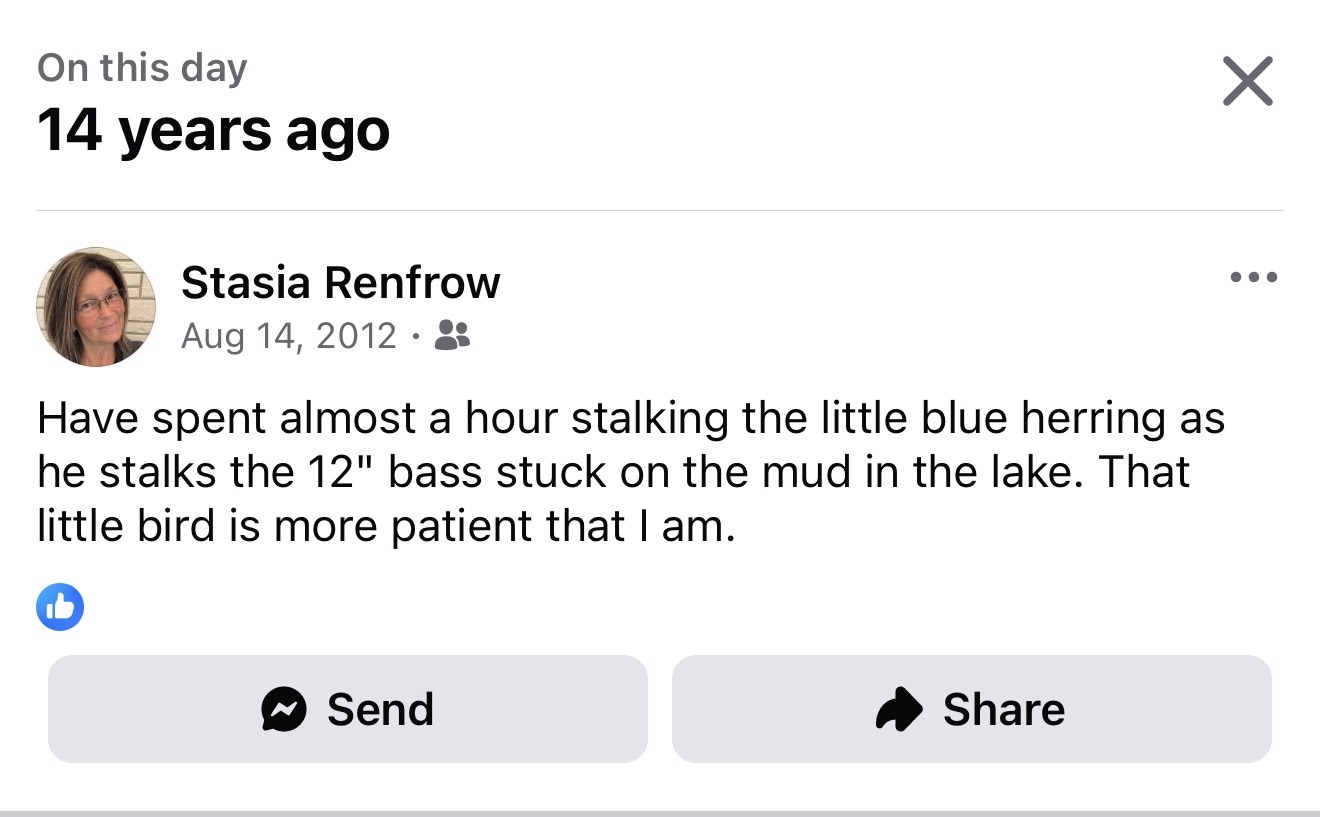 The Heron Was Here Before I Knew to Notice