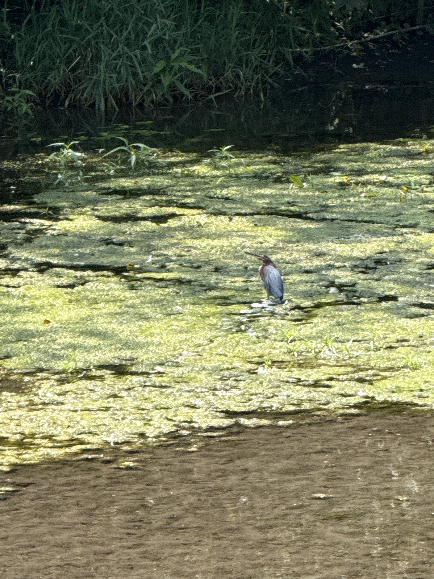 New Visitor | Green Heron