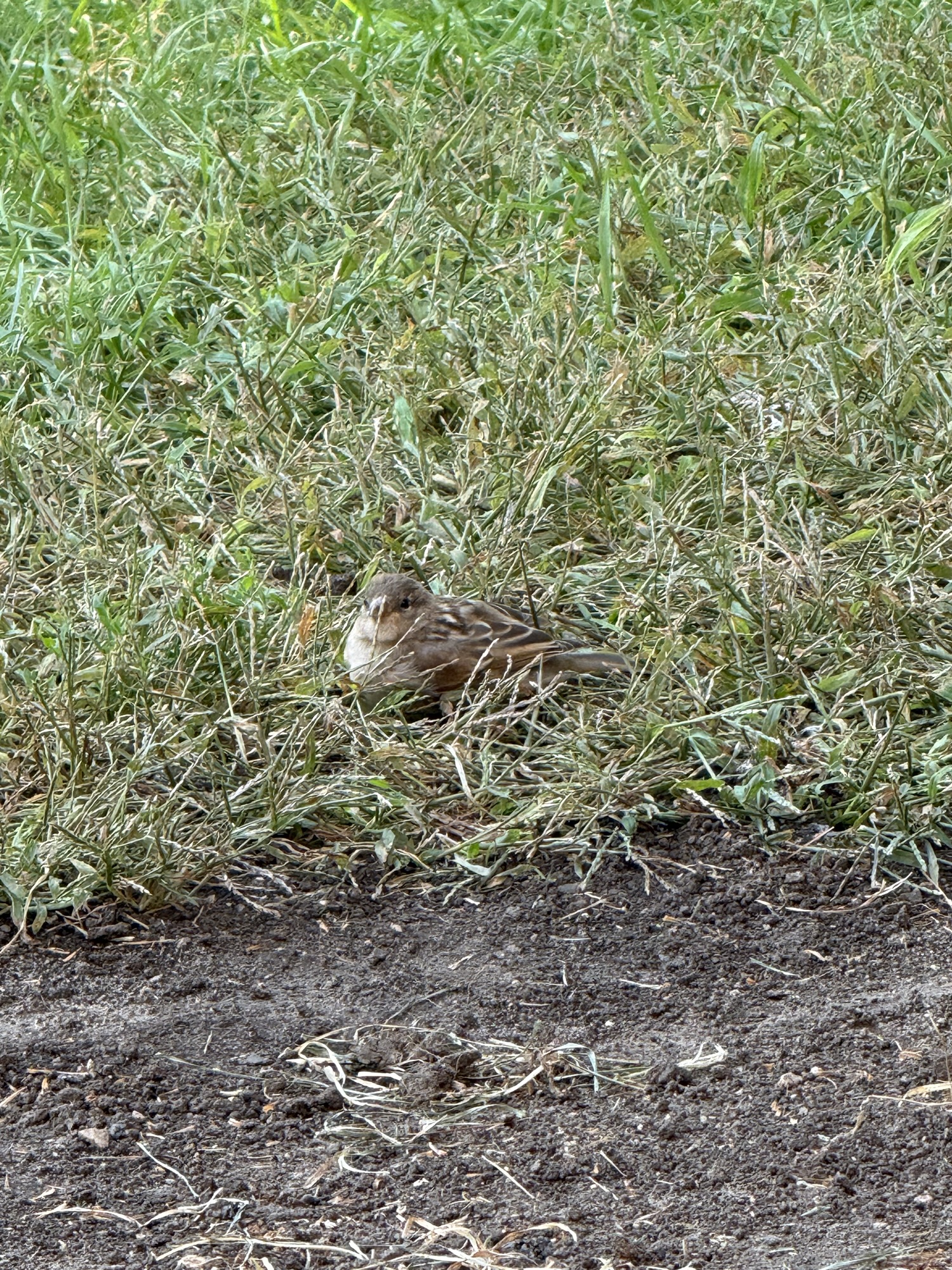 Puddle Stories | Apparently the Grass Is on the Menu