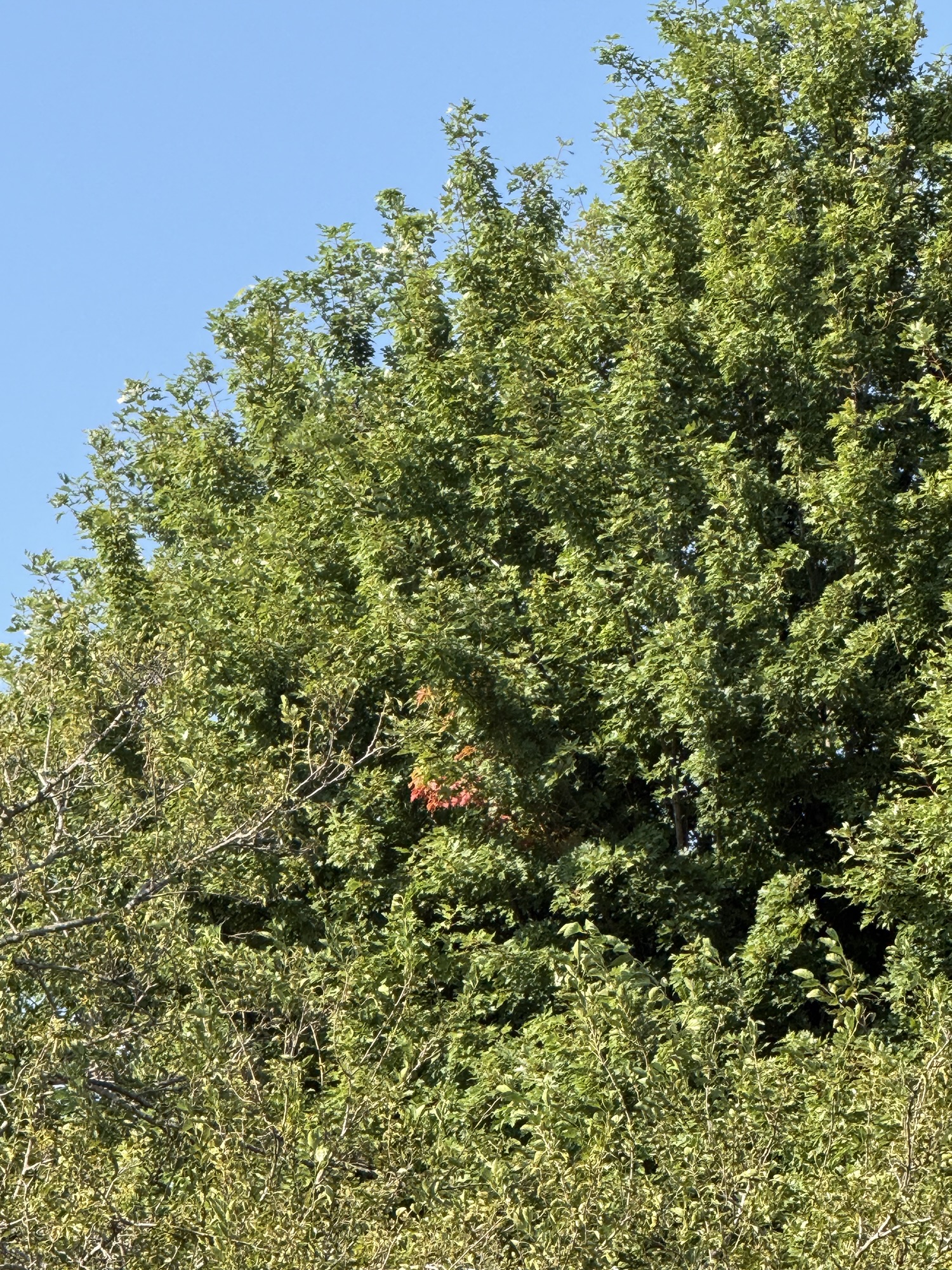The First Few Leaves