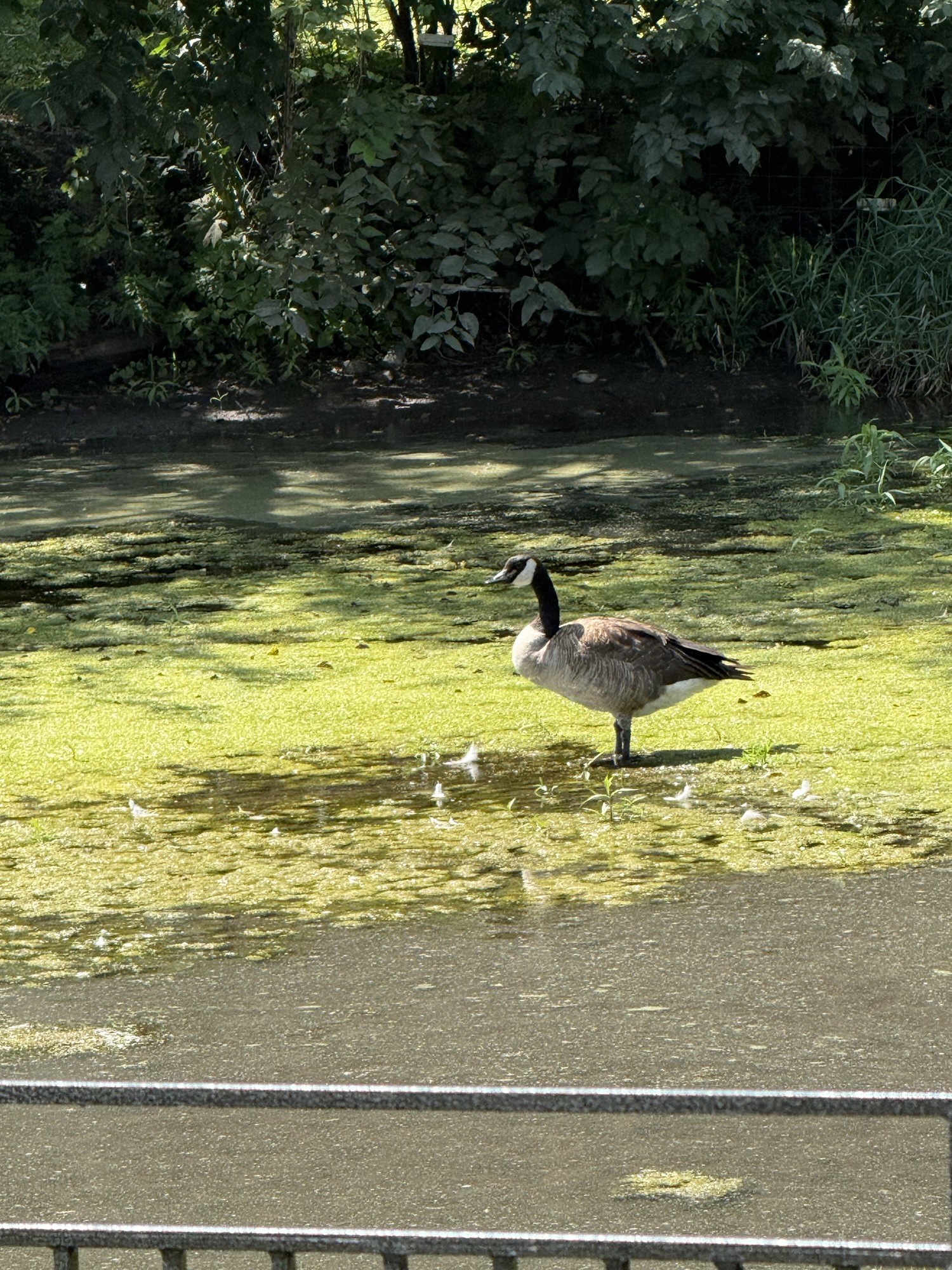 Puddle Stories | Still Enough