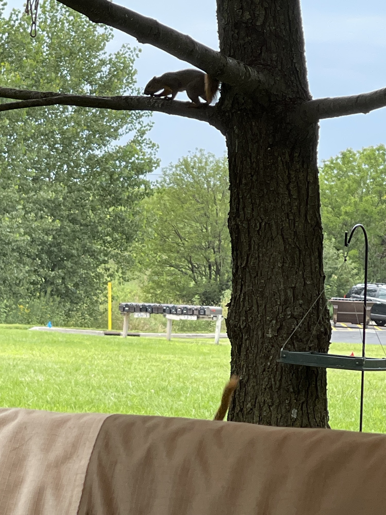 Pinecone Brought a Friend