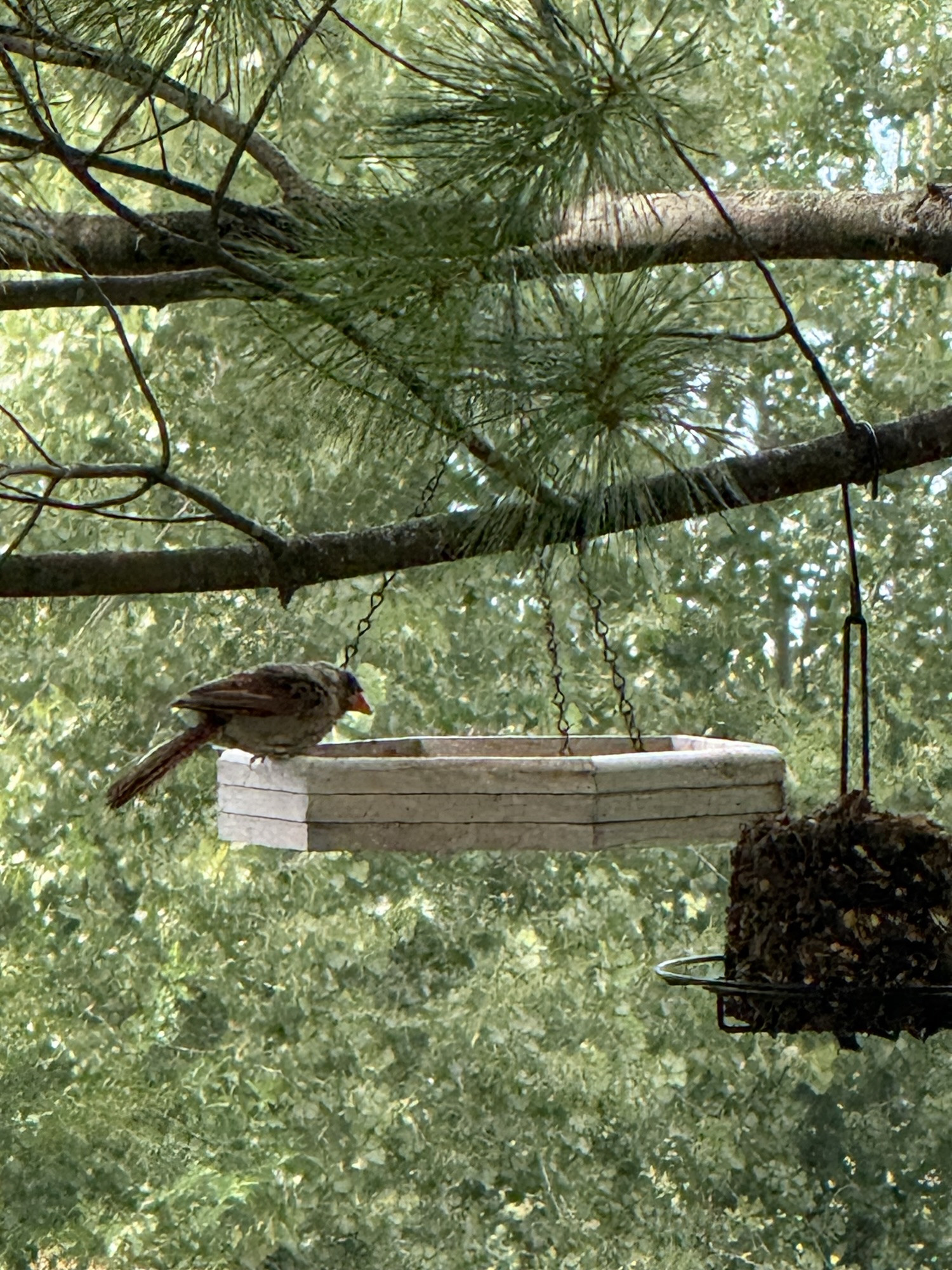 The Cardinal Family Came to Visit